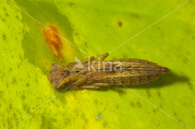 Glassnijder (Brachytron pratense)