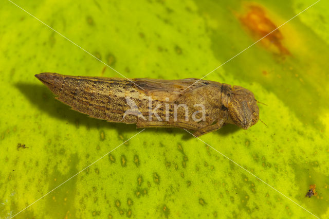 Glassnijder (Brachytron pratense)