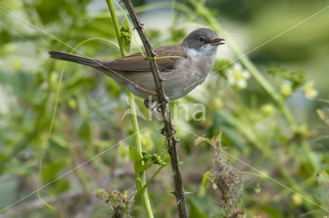 Greater Whitethroat (Sylvia communis)