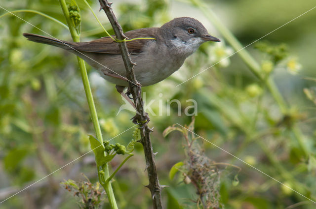 Greater Whitethroat (Sylvia communis)