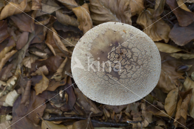 Grey Spotted Amanita (Amanita excelsa)