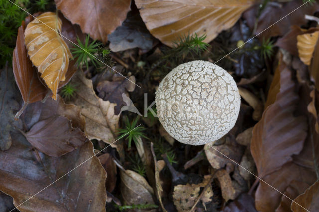 Grey Spotted Amanita (Amanita excelsa)