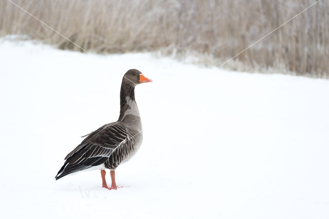 Grauwe Gans (Anser anser)