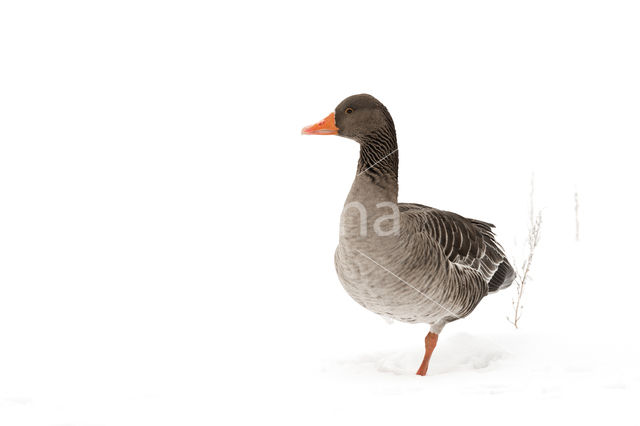 Grey Lag-Goose (Anser anser)
