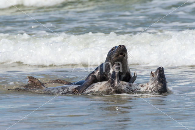 Grijze zeehond