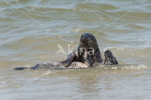 Grey Seal (Halichoerus grypus)