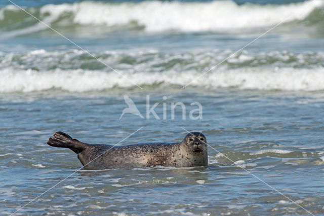 Grijze zeehond