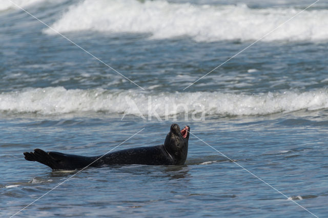 Grijze zeehond