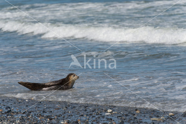 Grijze zeehond