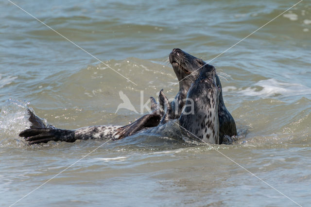 Grijze zeehond