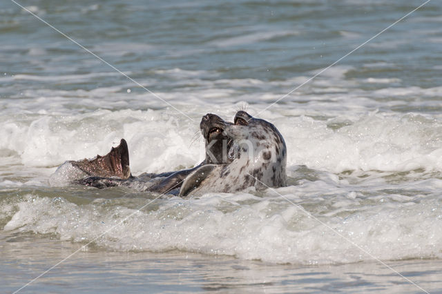 Grey Seal (Halichoerus grypus)