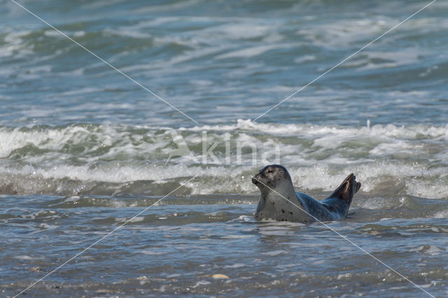 Grijze zeehond