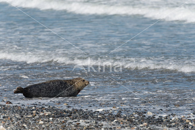 Grijze zeehond