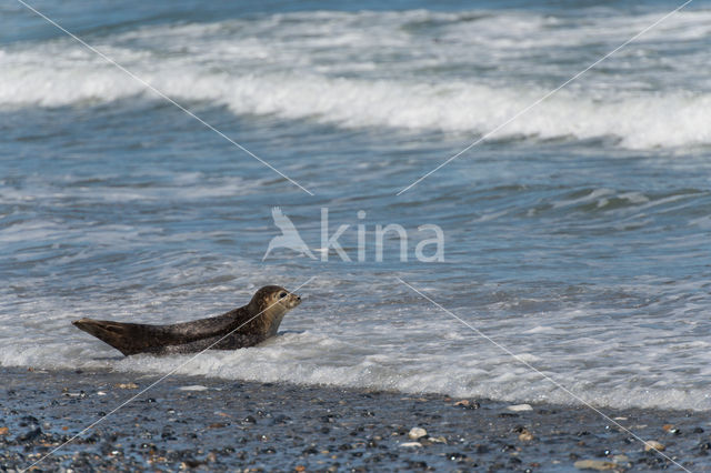 Grijze zeehond