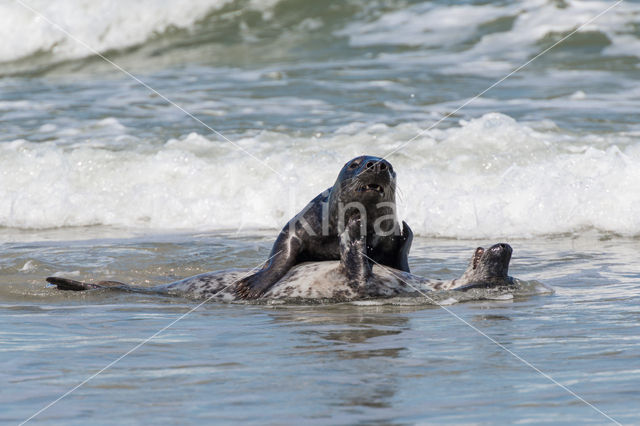 Grijze zeehond