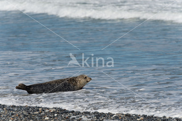 Grijze zeehond