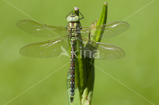 Green Hawker (Aeshna viridis)