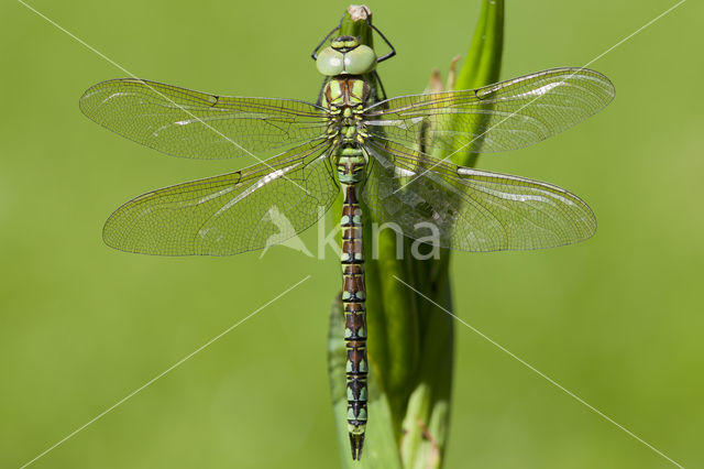 Groene glazenmaker (Aeshna viridis)