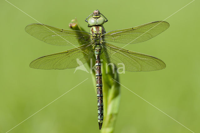 Groene glazenmaker (Aeshna viridis)