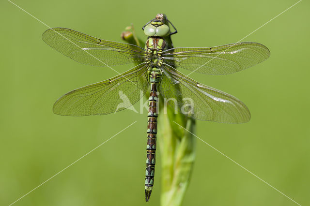 Groene glazenmaker (Aeshna viridis)