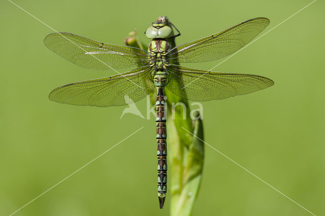 Groene glazenmaker (Aeshna viridis)