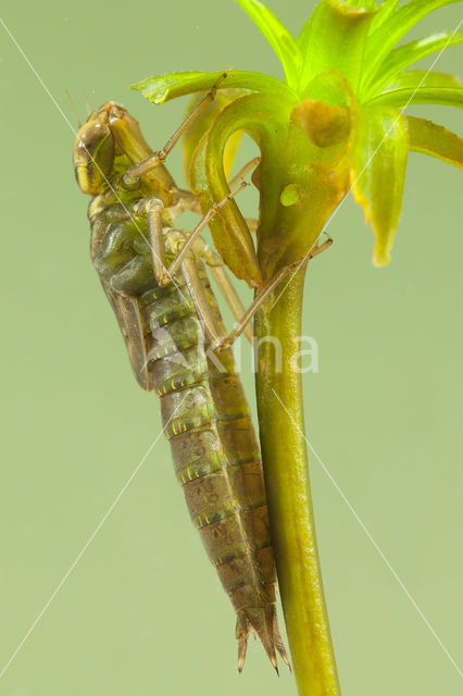 Groene glazenmaker (Aeshna viridis)