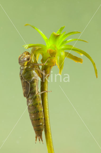 Groene glazenmaker (Aeshna viridis)