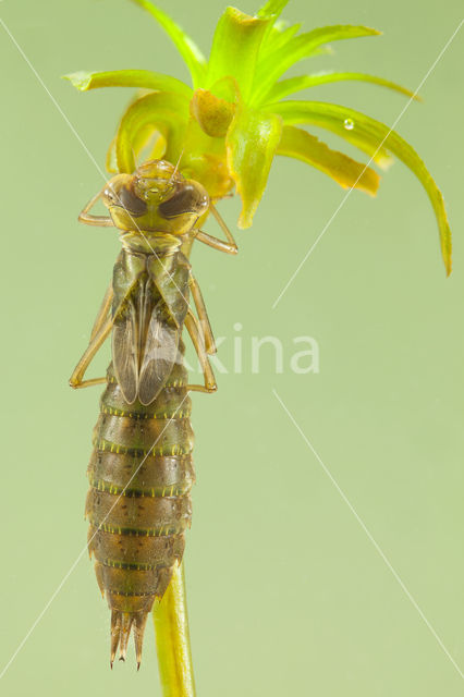 Groene glazenmaker (Aeshna viridis)