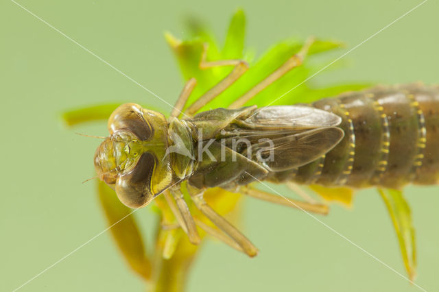 Groene glazenmaker (Aeshna viridis)