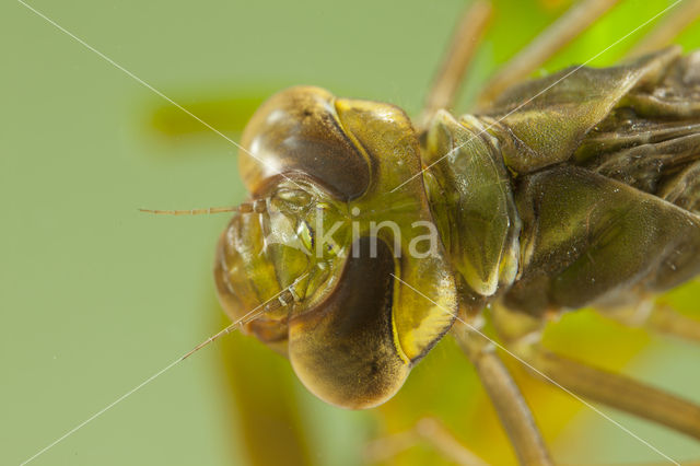 Groene glazenmaker (Aeshna viridis)