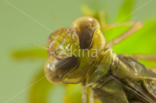 Groene glazenmaker (Aeshna viridis)