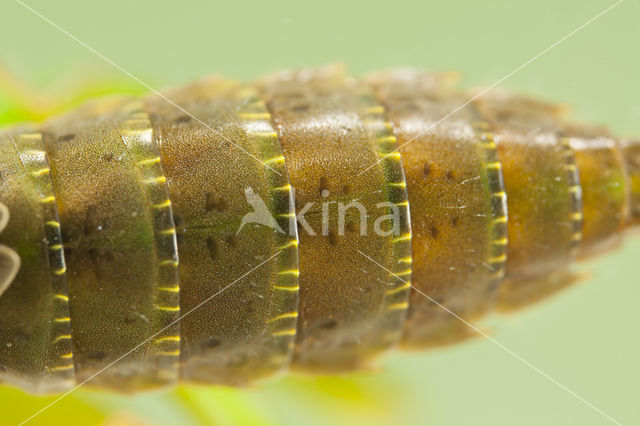 Groene glazenmaker (Aeshna viridis)