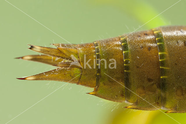 Groene glazenmaker (Aeshna viridis)