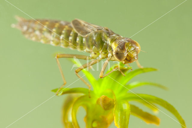 Groene glazenmaker (Aeshna viridis)