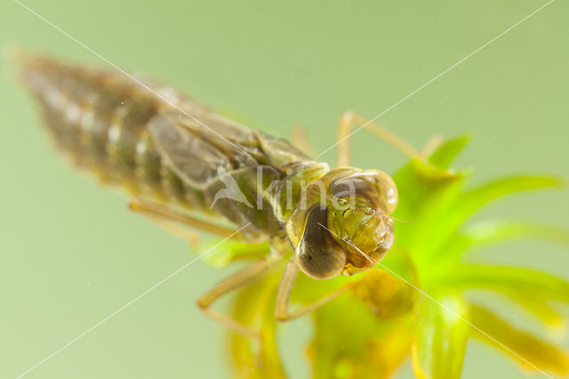 Groene glazenmaker (Aeshna viridis)