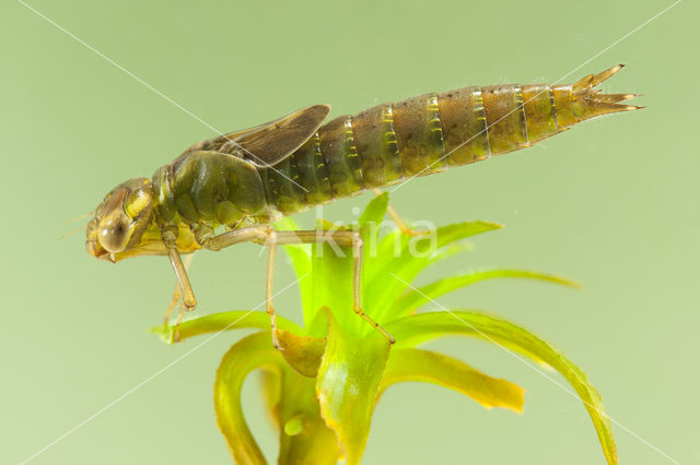 Groene glazenmaker (Aeshna viridis)