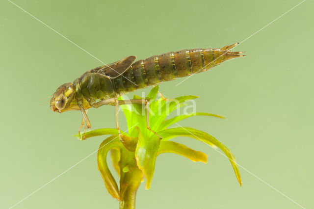 Groene glazenmaker (Aeshna viridis)