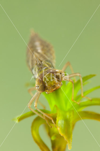 Groene glazenmaker (Aeshna viridis)