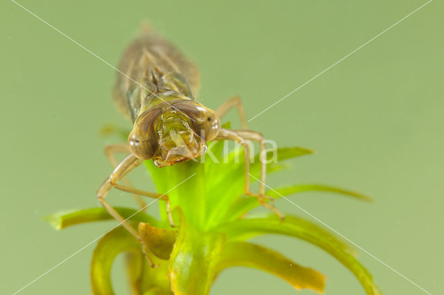 Groene glazenmaker (Aeshna viridis)