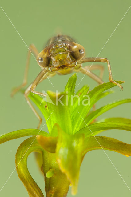 Groene glazenmaker (Aeshna viridis)