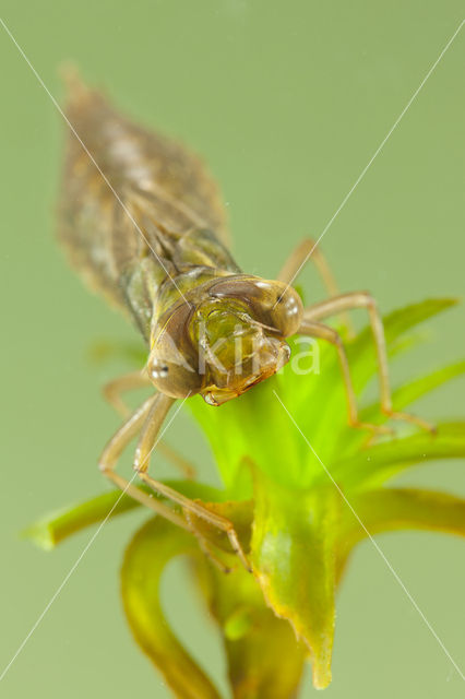 Groene glazenmaker (Aeshna viridis)