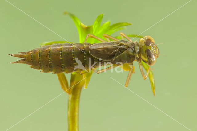 Groene glazenmaker (Aeshna viridis)