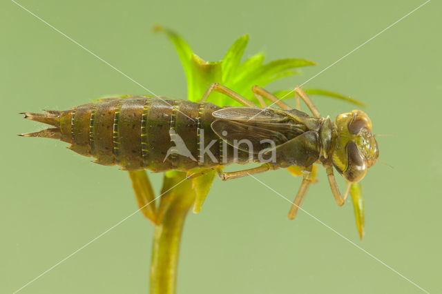 Groene glazenmaker (Aeshna viridis)