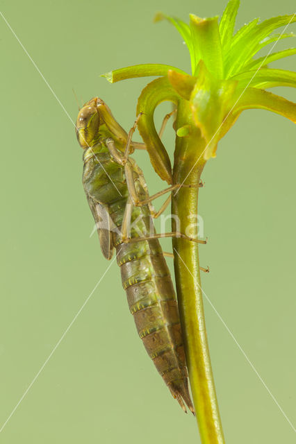 Groene glazenmaker (Aeshna viridis)