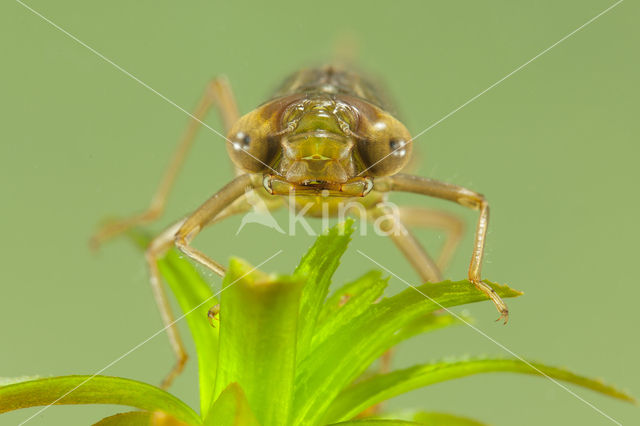 Groene glazenmaker (Aeshna viridis)