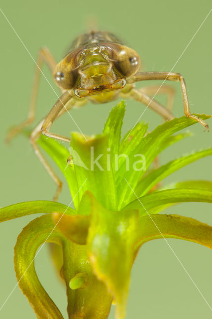 Groene glazenmaker (Aeshna viridis)