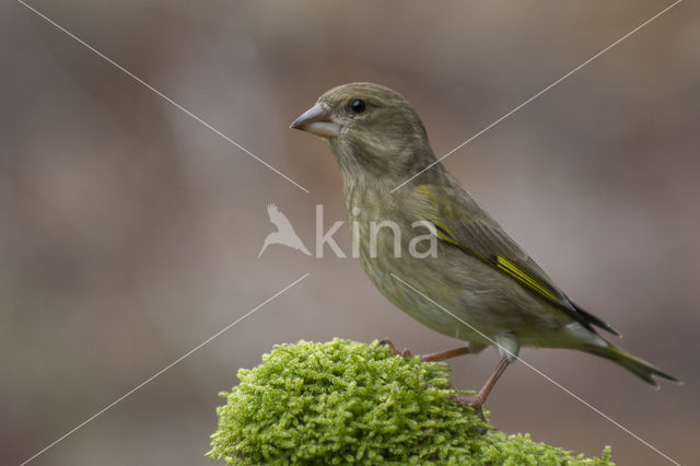 Groenling (Carduelis chloris)