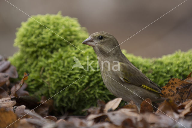 European Greenfinch (Carduelis chloris)