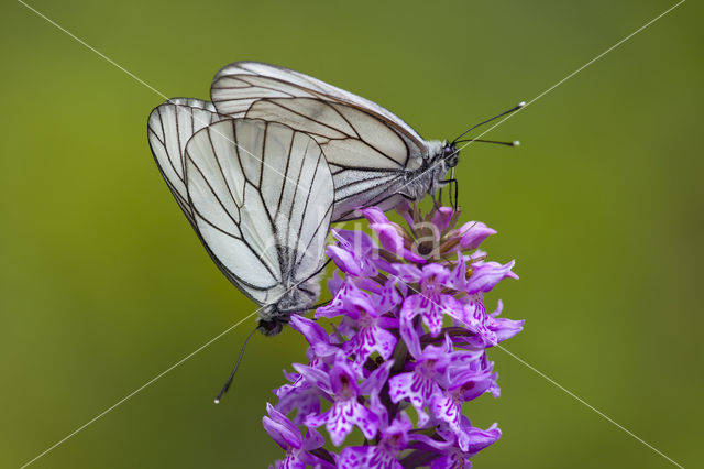 Groot geaderd witje (Aporia crataegi)