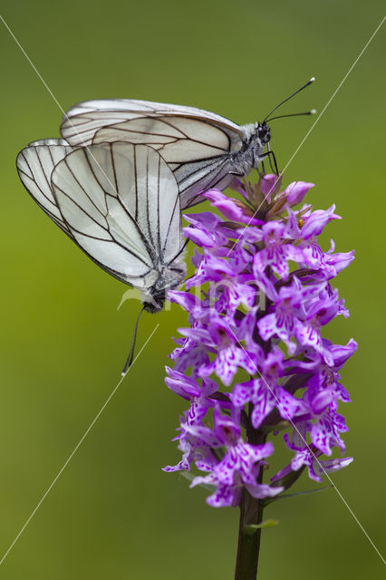 Black-veined White (Aporia crataegi)